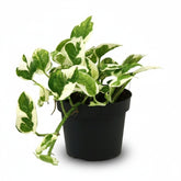 Epipremnum aureum ‘N’Joy’ — Pothos Scindapsus — D12 x H15 cm - Verdeia