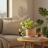 Epipremnum aureum ‘N’Joy’ — Pothos Scindapsus — D12 x H15 cm - Verdeia