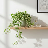 Epipremnum aureum ‘N’Joy’ — Pothos Scindapsus — D12 x H15 cm - Verdeia