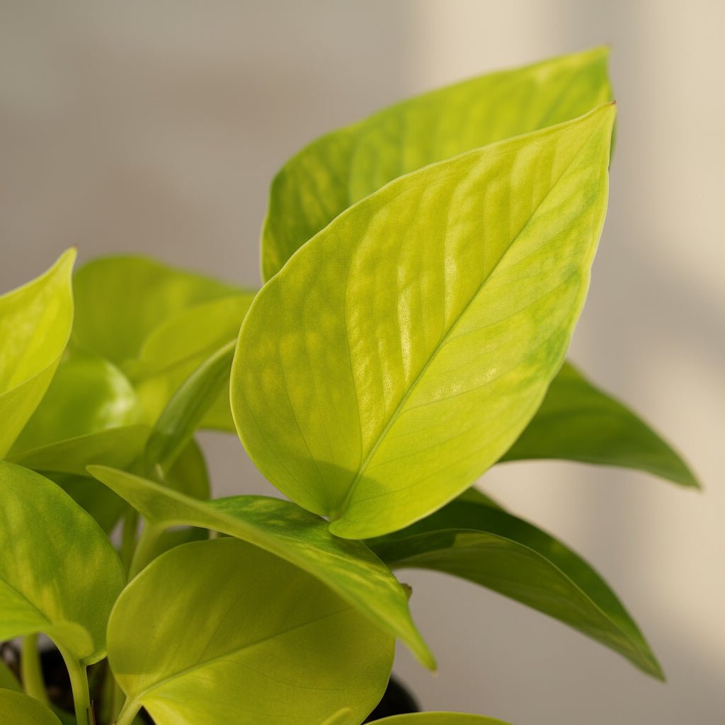Epipremnum ‘Golden Pothos’ – Scindapsus doré - Verdeia