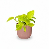 Epipremnum ‘Golden Pothos’ – Scindapsus doré - Verdeia