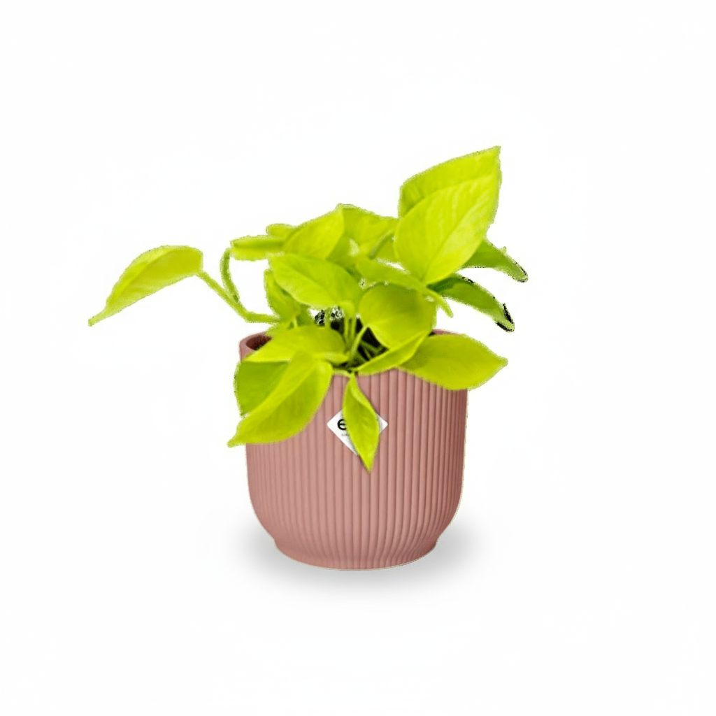 Epipremnum ‘Golden Pothos’ – Scindapsus doré - Verdeia