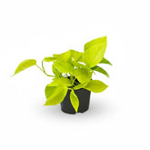 Epipremnum ‘Golden Pothos’ – Scindapsus doré - Verdeia