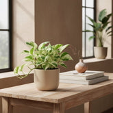 Epipremnum Happy Leaf – Scindapsus panaché - Verdeia