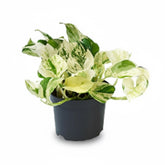 Epipremnum Happy Leaf – Scindapsus panaché - Verdeia