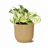 Epipremnum Happy Leaf – Scindapsus panaché - Verdeia