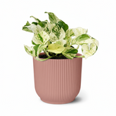 Epipremnum Happy Leaf – Scindapsus panaché - Verdeia