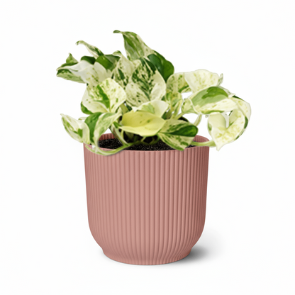 Epipremnum Happy Leaf – Scindapsus panaché - Verdeia