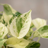 Epipremnum Happy Leaf – Scindapsus panaché - Verdeia