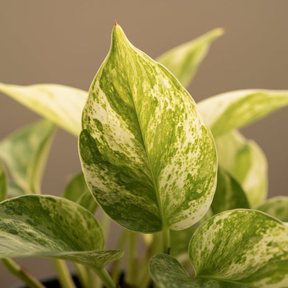 Epipremnum Marble Queen – Scindapsus panaché - Verdeia