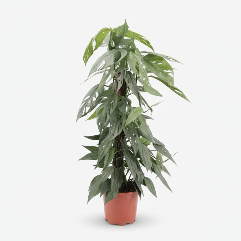 Epipremnum Pinnatum Cebu Blue — Ø17 cm — H65 cm - Verdeia