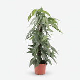 Epipremnum Pinnatum Cebu Blue — Ø17 cm — H65 cm - Verdeia