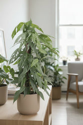 Epipremnum Pinnatum Cebu Blue — Ø17 cm — H65 cm - Verdeia