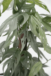 Epipremnum Pinnatum Cebu Blue — Ø17 cm — H65 cm - Verdeia