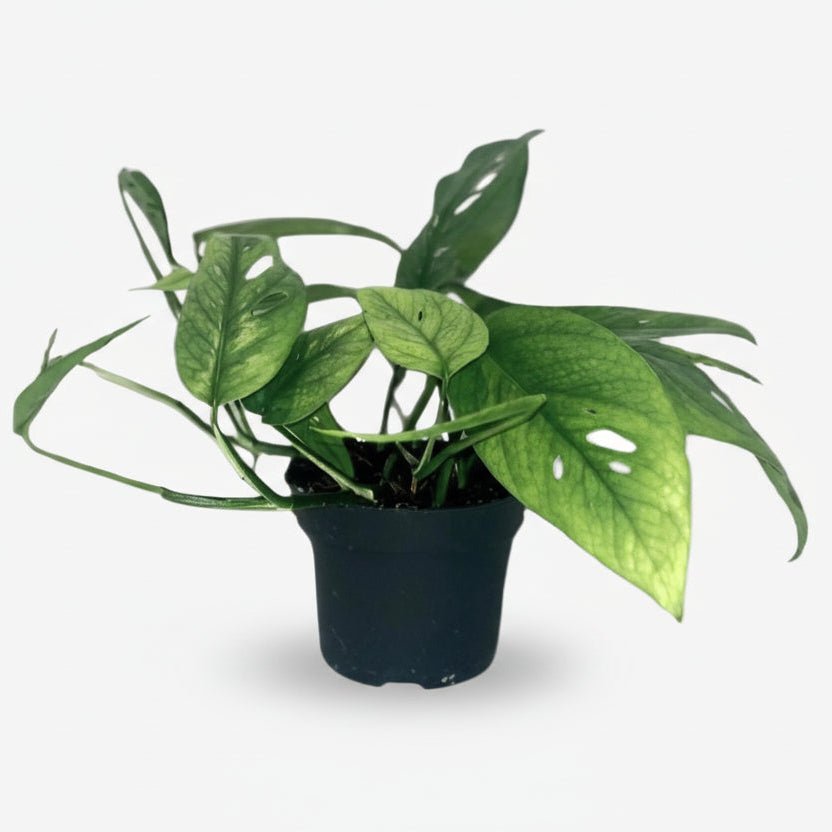 Epipremnum Pinnatum Cebu Blue — Pothos Cebu Blue - Verdeia