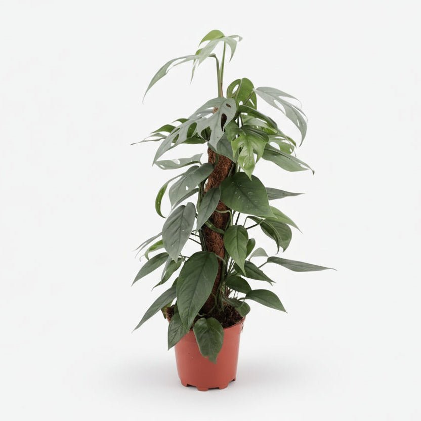 Epipremnum Pinnatum Cebu Blue — Pothos Cebu Blue - Verdeia