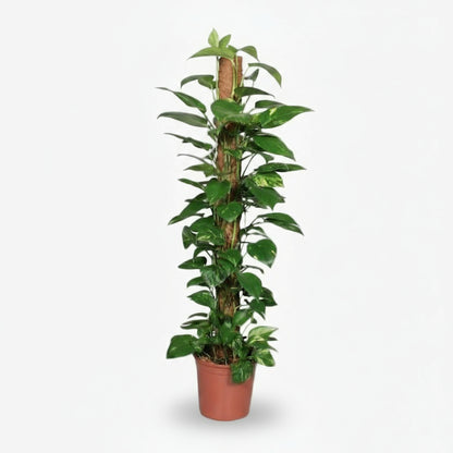 Epipremnum pinnatum – Scindapsus sur tuteur mousse - Verdeia