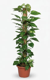 Epipremnum pinnatum – Scindapsus sur tuteur mousse - Verdeia