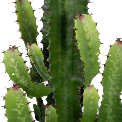 Euphorbia acrurensis – Cowboy Cactus / Euphorbe d’Afrique - Verdeia