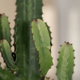 Euphorbia acrurensis – Cowboy Cactus / Euphorbe d’Afrique - Verdeia