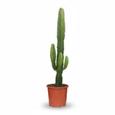 Euphorbia acrurensis – Cowboy Cactus / Euphorbe d’Afrique - Verdeia