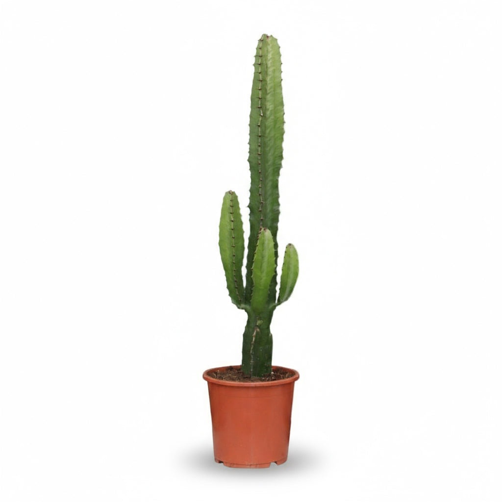 Euphorbia acrurensis – Cowboy Cactus / Euphorbe d’Afrique - Verdeia