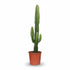Euphorbia acrurensis – Cowboy Cactus / Euphorbe d’Afrique - Verdeia