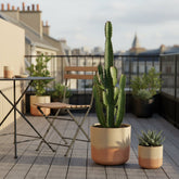 Euphorbia acrurensis – Cowboy Cactus / Euphorbe d’Afrique - Verdeia