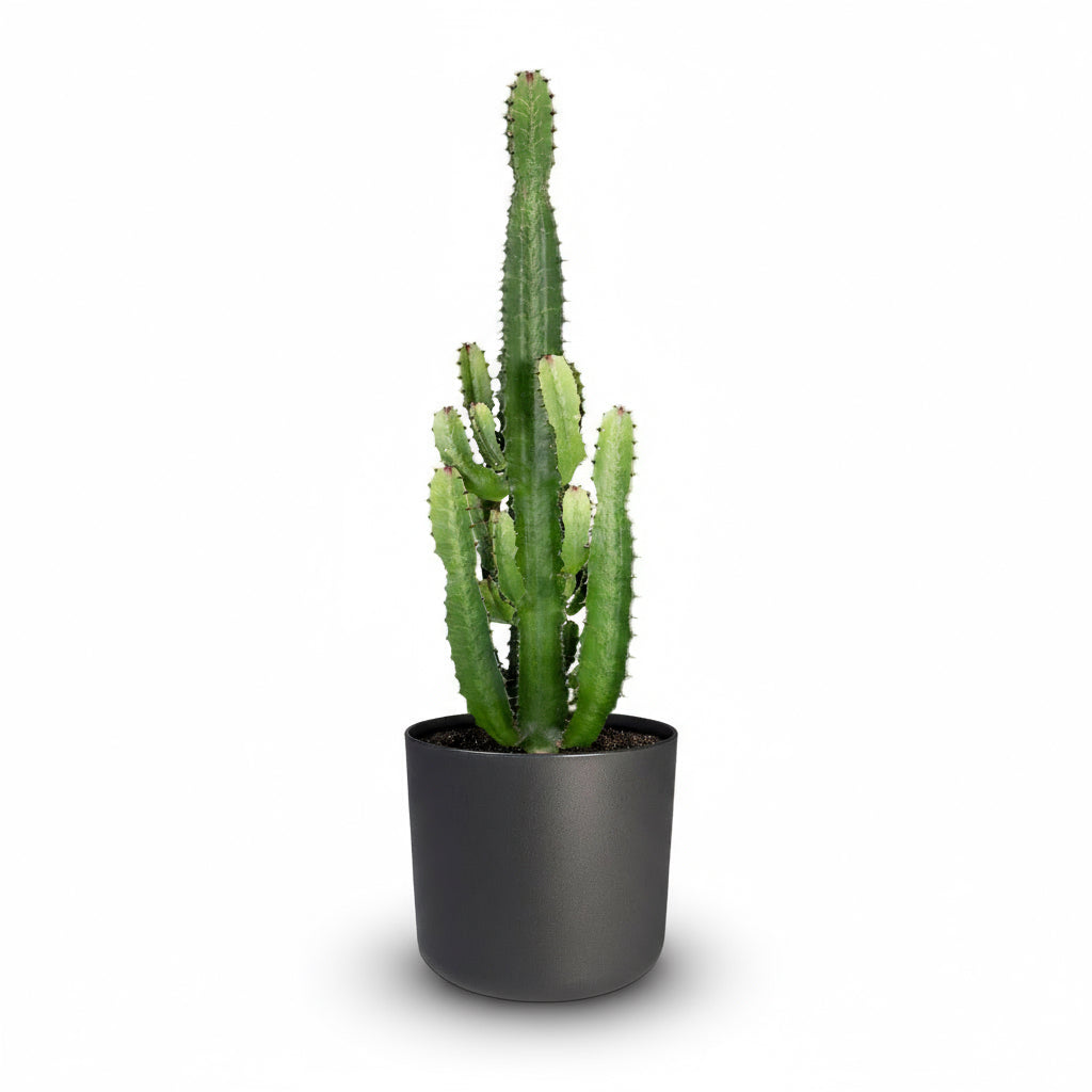 Euphorbia acrurensis – Cowboy Cactus / Euphorbe d’Afrique - Verdeia