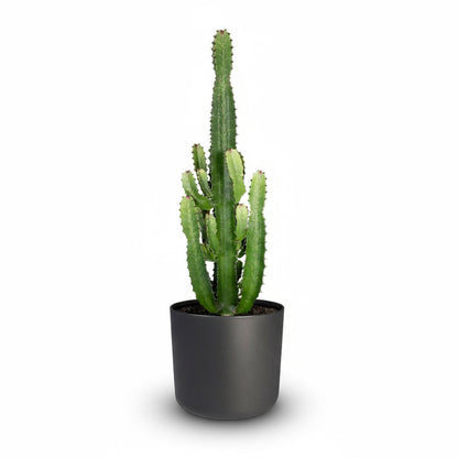 Euphorbia acrurensis – Cowboy Cactus / Euphorbe d’Afrique - Verdeia