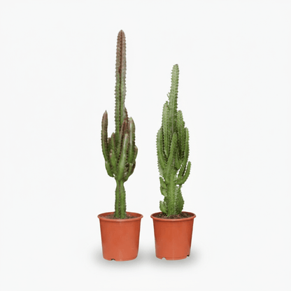 Euphorbia rouge et verte — Lot de 2 - Verdeia