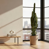 Euphorbia trigona — Arbre candélabre - Ø17 x H70 cm - Verdeia