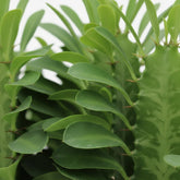 Euphorbia trigona — Ø12 cm — H40 cm - Verdeia