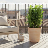 Euphorbia trigona — Ø12 cm — H40 cm - Verdeia