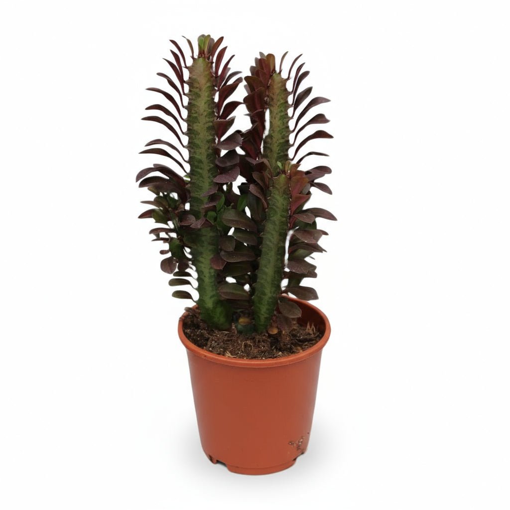 Euphorbia trigona ‘Rubra’ — Ø12 cm — H40 cm - Verdeia