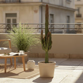 Euphorbia trigona ‘Rubra’ — Ø17 cm — H70 cm - Verdeia