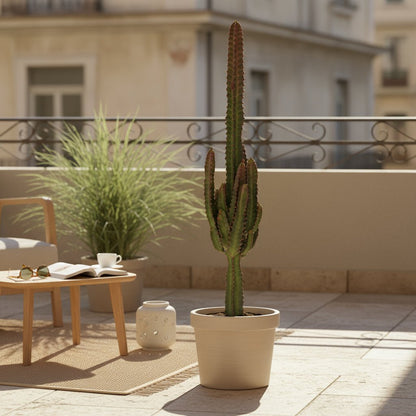 Euphorbia trigona ‘Rubra’ — Ø17 cm — H70 cm - Verdeia