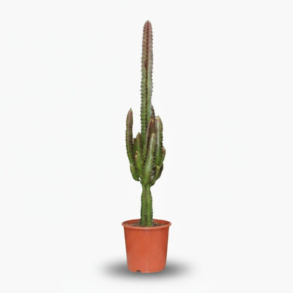 Euphorbia trigona ‘Rubra’ — Ø17 cm — H70 cm - Verdeia