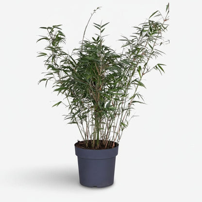 Fargesia Rufa — Bambou parapluie non traçant - Verdeia