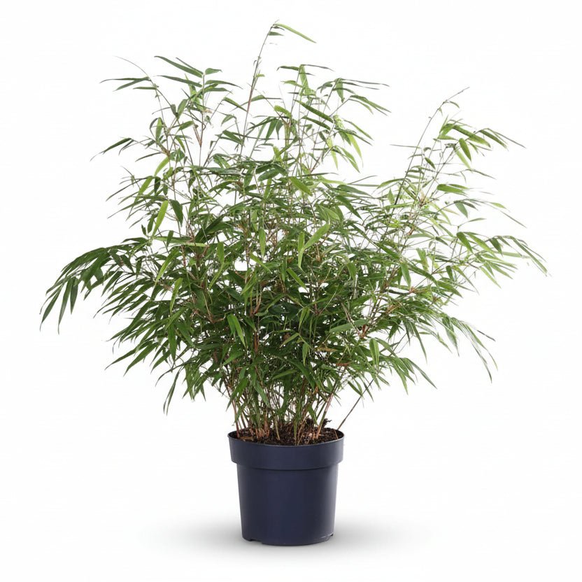 Fargesia Rufa — Bambou parapluie non traçant - Verdeia