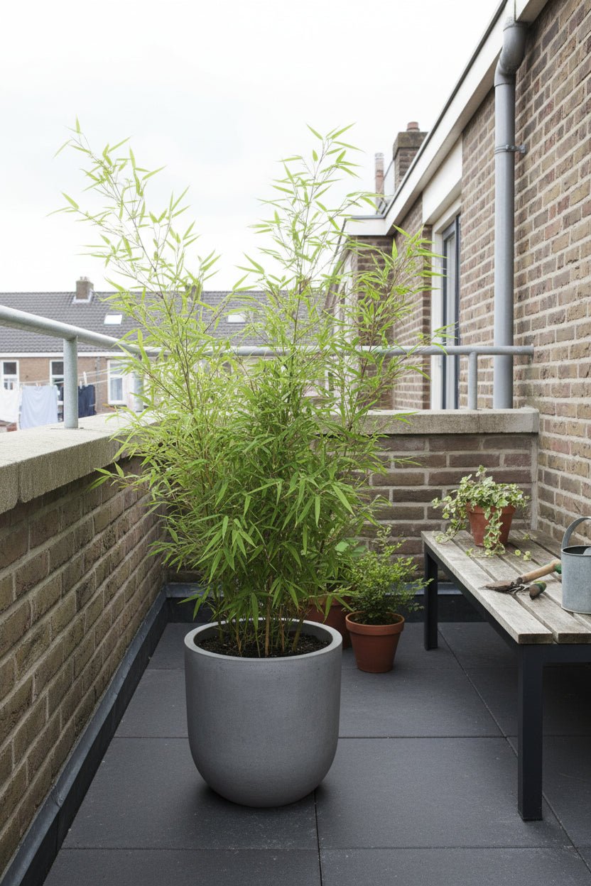 Fargesia Rufa — Bambou parapluie non traçant - Verdeia