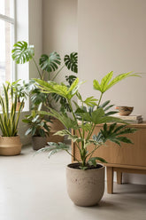 Fatsia Japonica Spider Web — Aralia du Japon panachée — Ø17 cm — H50 cm - Verdeia