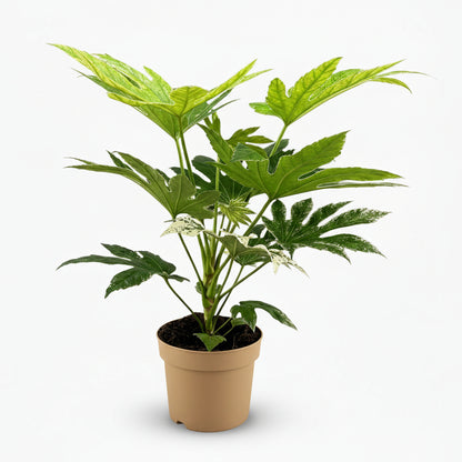 Fatsia Japonica Spider Web – Aralia du Japon panachée - Verdeia