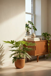 Fatsia Japonica Variegata — Aralia du Japon panachée — Ø19 cm — H60 cm - Verdeia