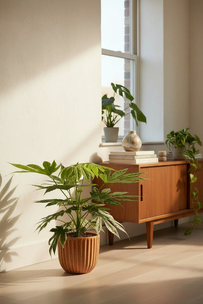 Fatsia Japonica Variegata — Aralia du Japon panachée — Ø19 cm — H60 cm - Verdeia