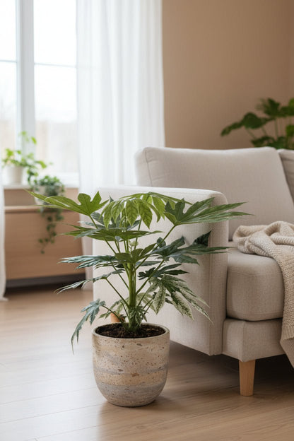 Fatsia Japonica Variegata — Aralia du Japon panachée — Ø19 cm — H60 cm - Verdeia