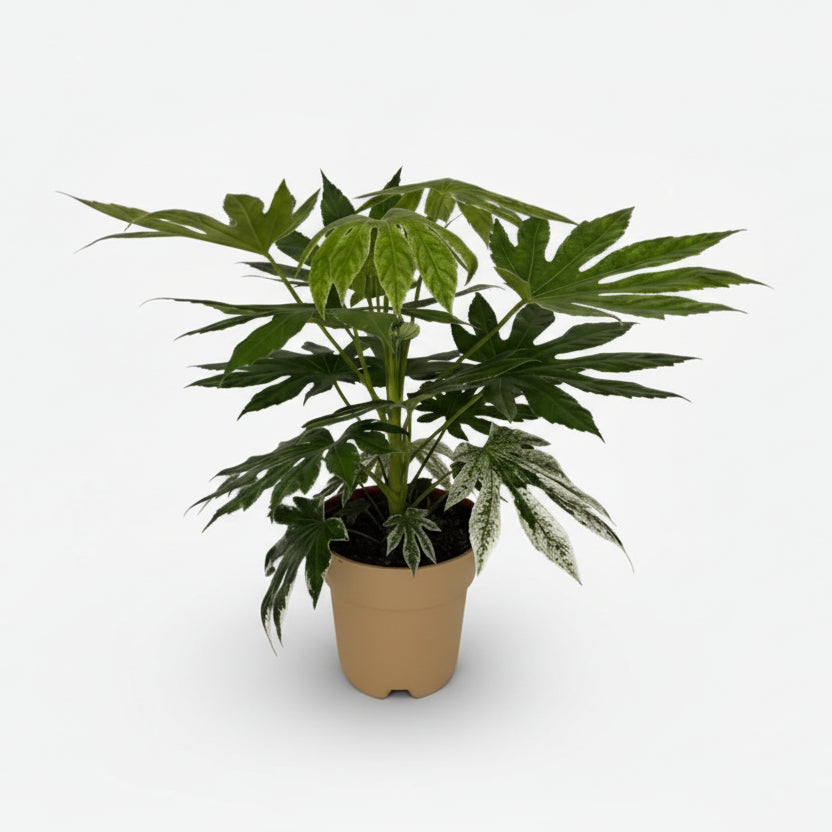 Fatsia Japonica Variegata — Aralia du Japon panachée — Ø19 cm — H60 cm - Verdeia