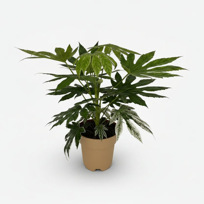 Fatsia Japonica Variegata — Aralia du Japon panachée — Ø19 cm — H60 cm - Verdeia