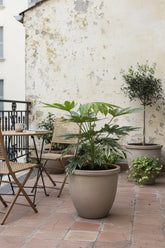 Fatsia Japonica Variegata — Aralia du Japon panachée — Ø19 cm — H60 cm - Verdeia