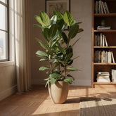 Ficus Audrey – 3 tiges – Ø27 cm – H105 cm - Verdeia